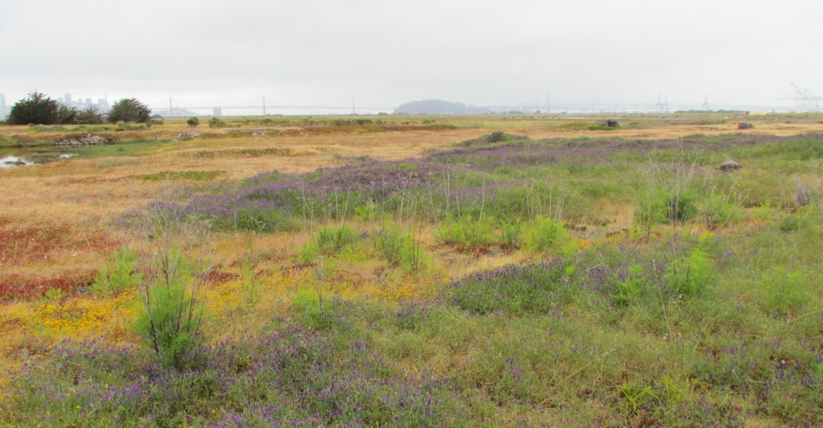 Landmark Destination Park System for Alameda&nbsp;Point