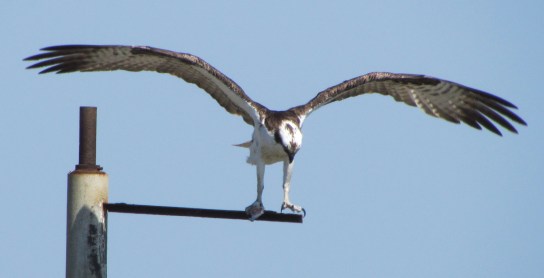 osprey with fish