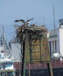 light stand nesting site Alameda Point