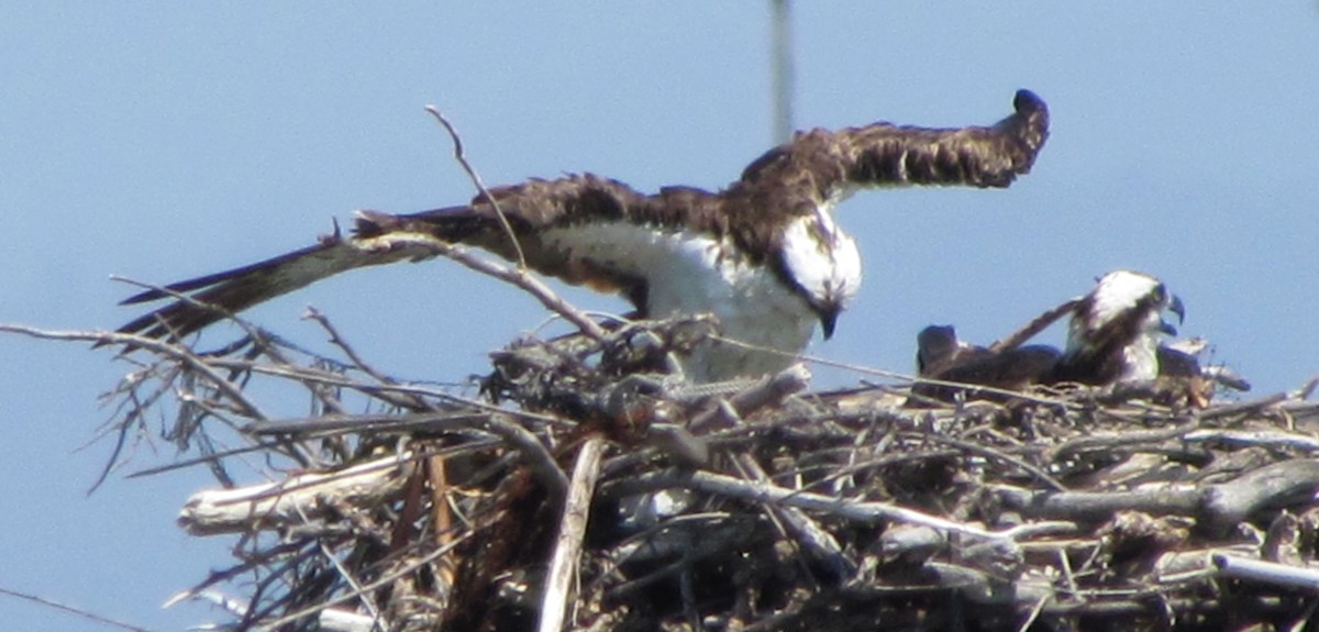 The Nesting Ospreys of Alameda Point – with&nbsp;video