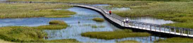 Greenspace wetlands boardwalk