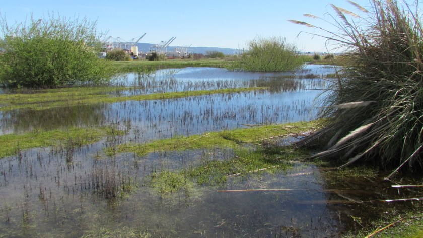 wetlands on Northwest Territories