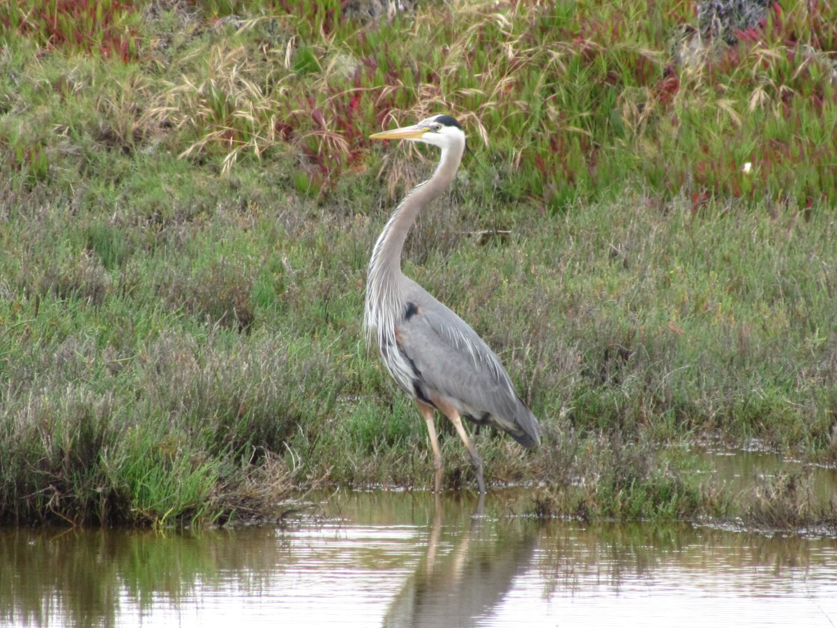 Birds of Alameda&nbsp;Point