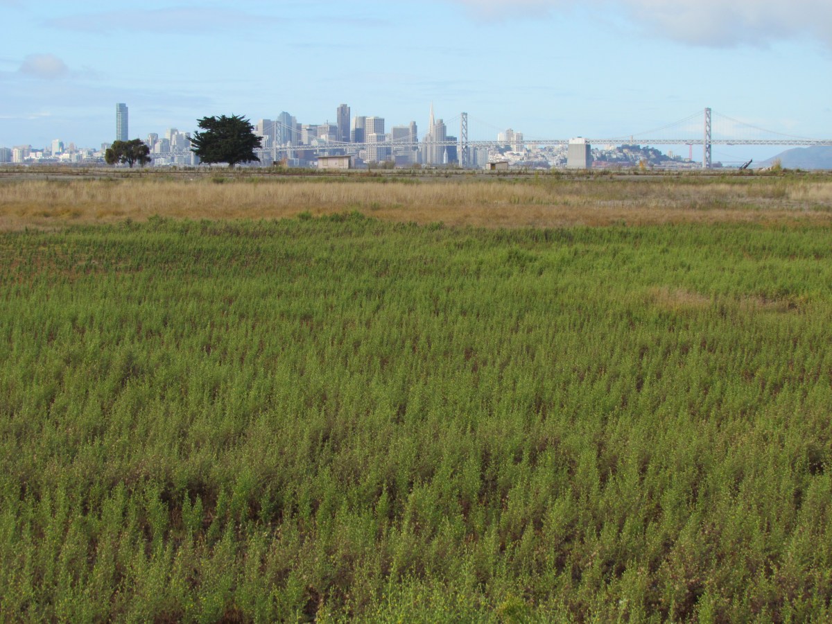 Video on open space at Alameda&nbsp;Point