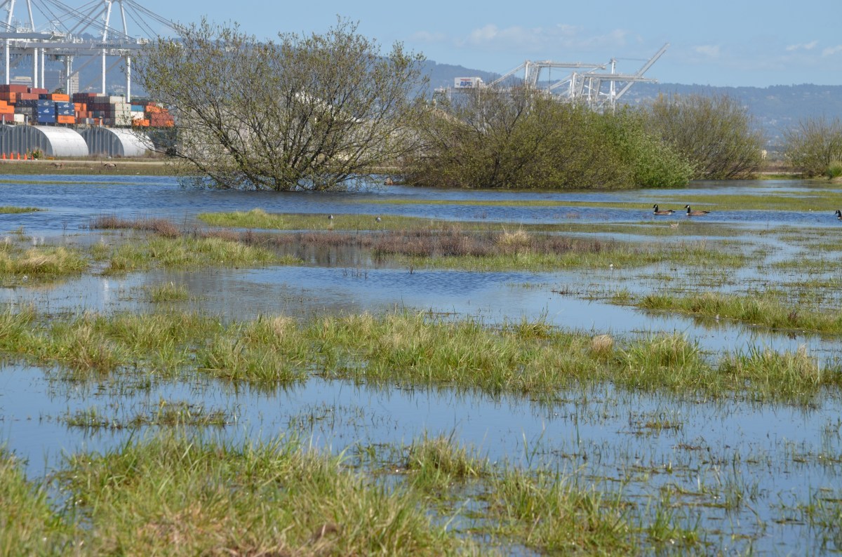 Springtime wetlands on Northwest Territories – Alameda Point&nbsp;2012