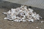Oyster shells