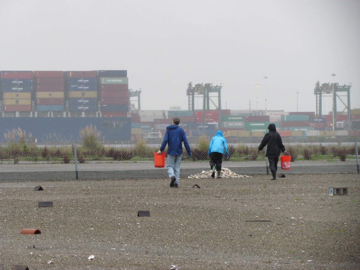 Protecting the California Least Terns at the Alameda Point Wildlife&nbsp;Refuge