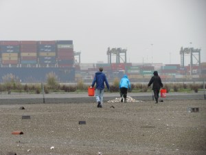 Volunteers distributing oyster shells