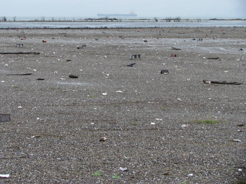 Alameda Point nesting site for CA Least Terns