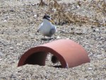 California Least Tern, with chick under tile