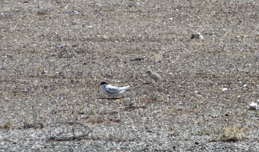 Adult CA Least Tern with chick