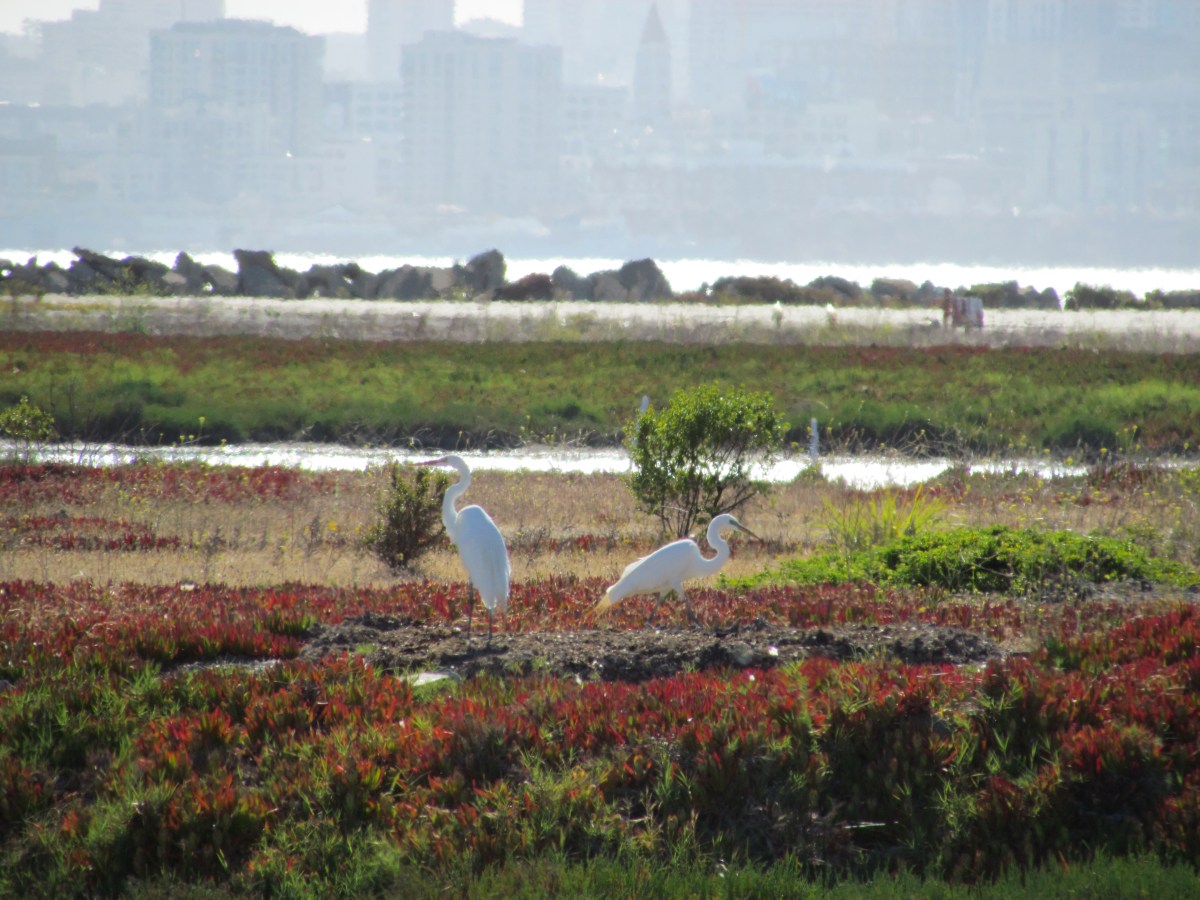 Wildlife refuge activist nominated for KTVU award – Vote&nbsp;online