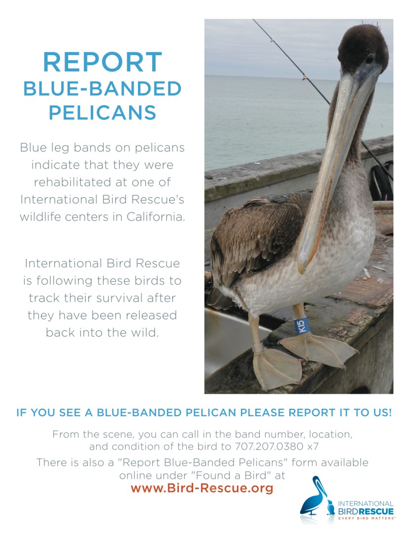 BirdRescueBandedPelican poster