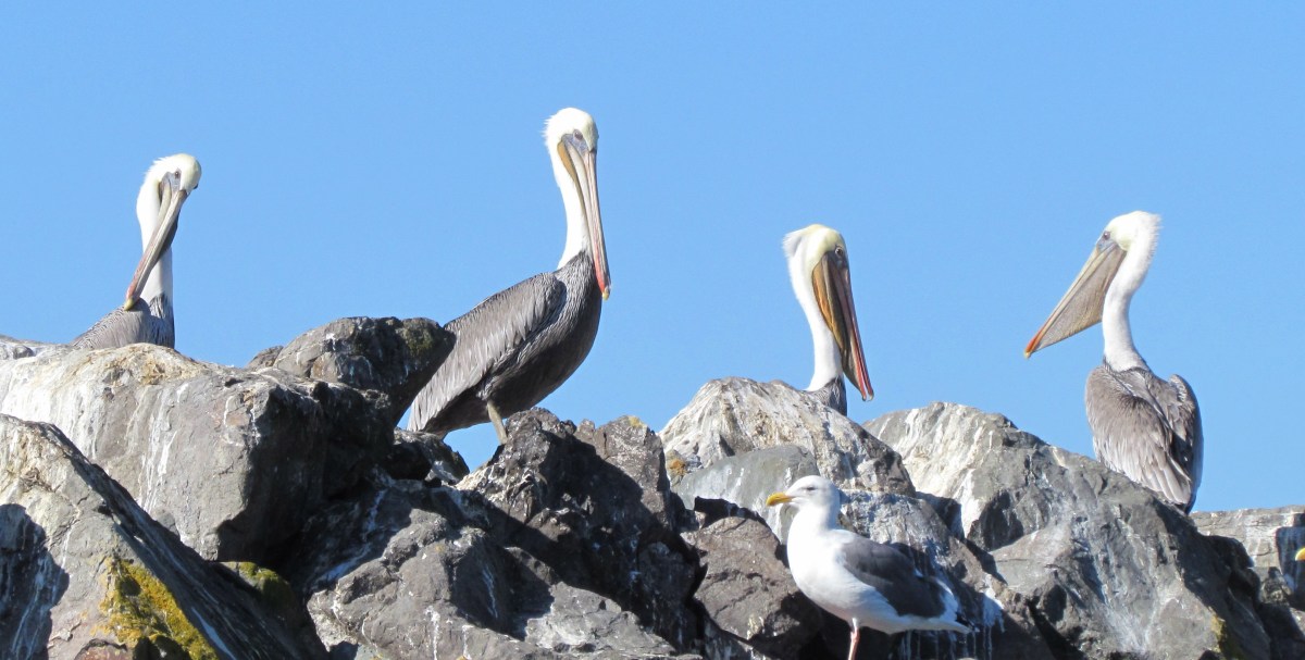 California Brown Pelicans roosting at Alameda&nbsp;Point