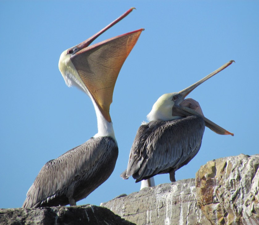 California brown pelicans with mouths open