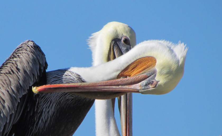 Brown pelican preening