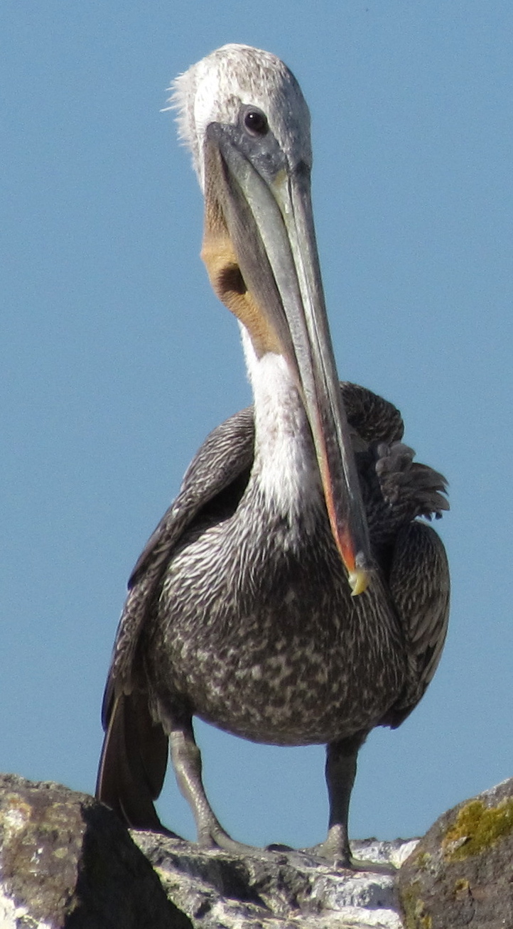 California brown pelican