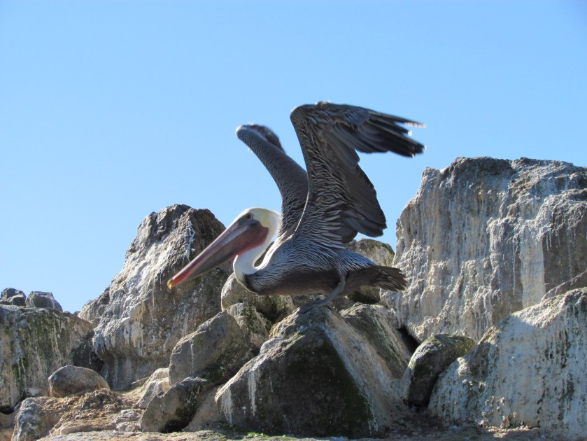 Breakwater Island brown pelican