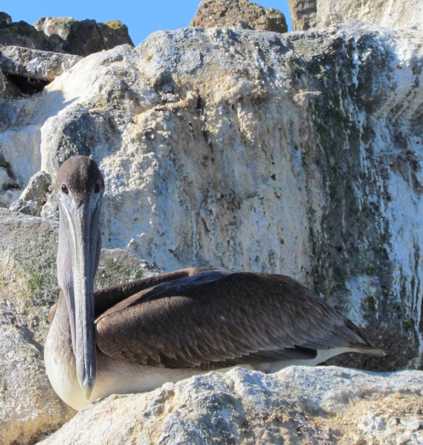Young brown pelican
