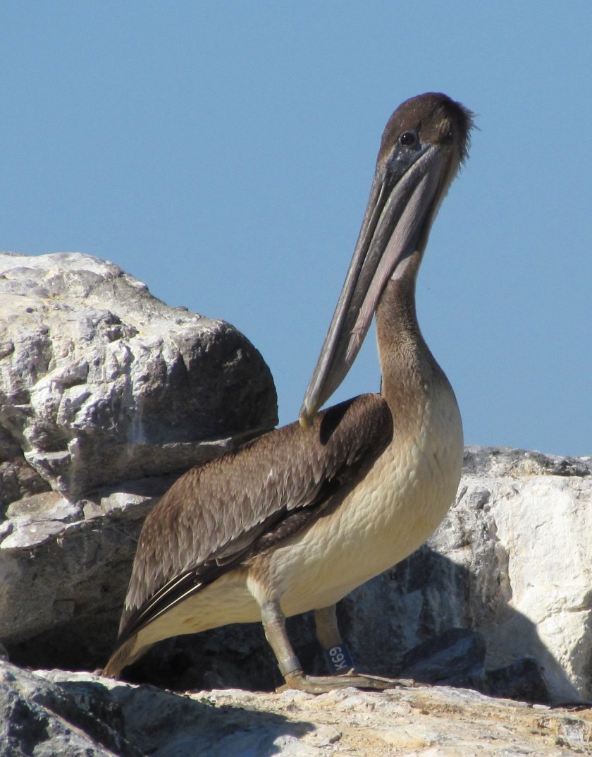 California brown pelican with leg band