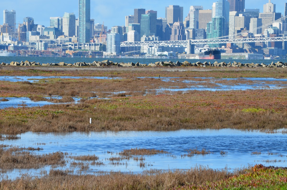 Navy and VA ignore economics, environment in killing Alameda National Wildlife&nbsp;Refuge