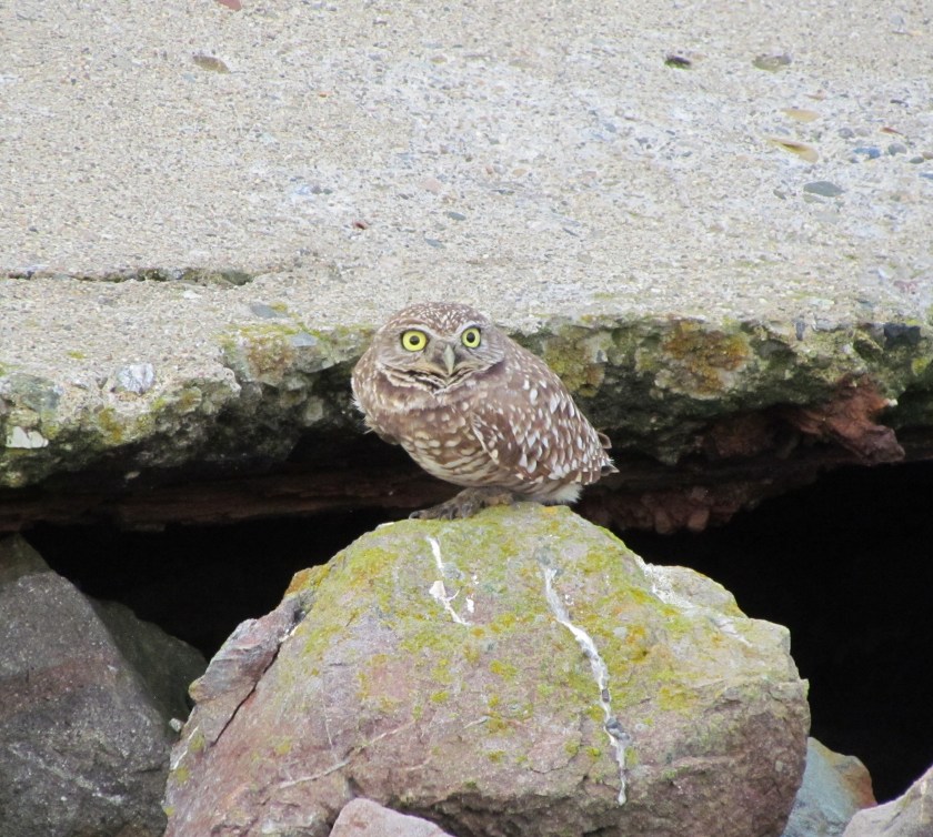 Burrowing Owl at shoreline embankment on Alameda Point wildlife refuge, Dec. 16, 2012.