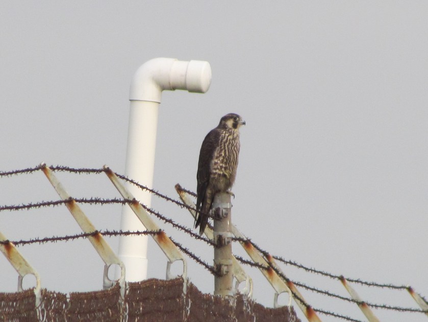 Spotted during Dec. 16, 2012 Christmas Bird Count.