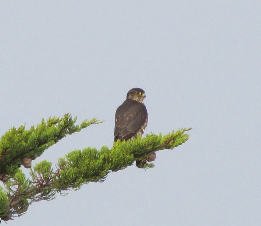 Merlin - Dec. 16, 2012, Christmas Bird Count at Alameda Point wildlife refuge.