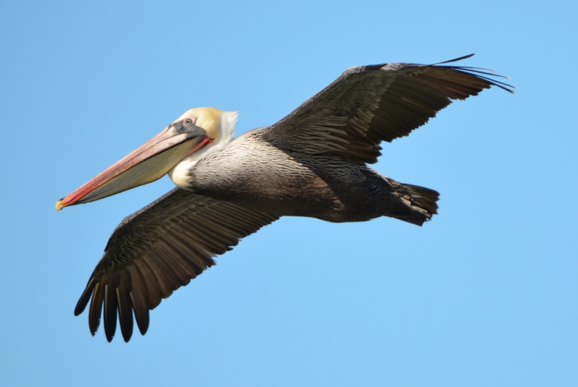California brown pelican at Alameda Point's Seaplane Lagoon