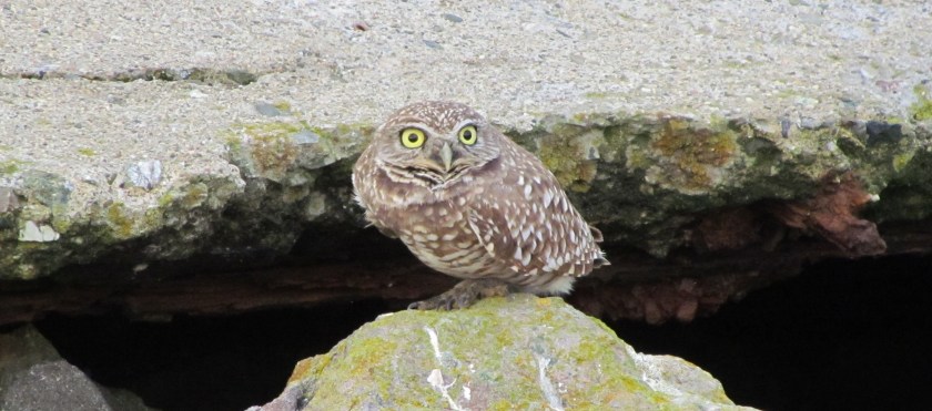 Burrowing owl on refuge.