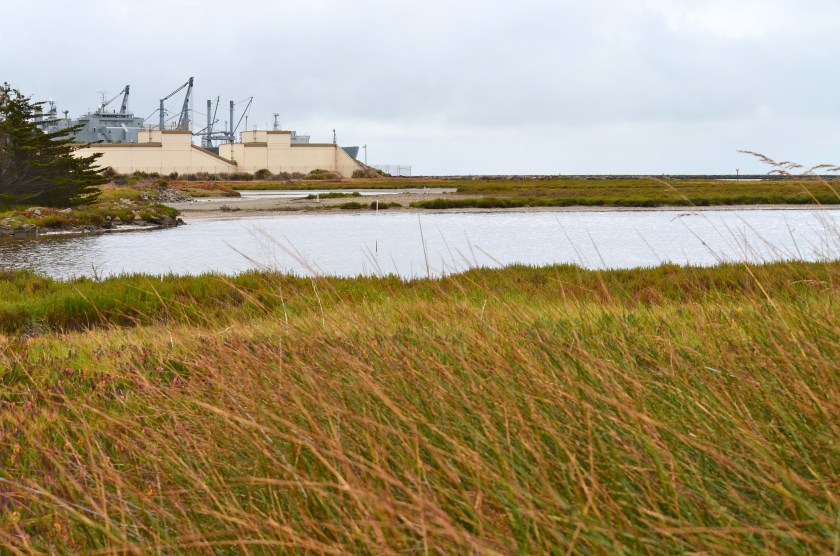Runway Wetland on southeastern corner of refuge.