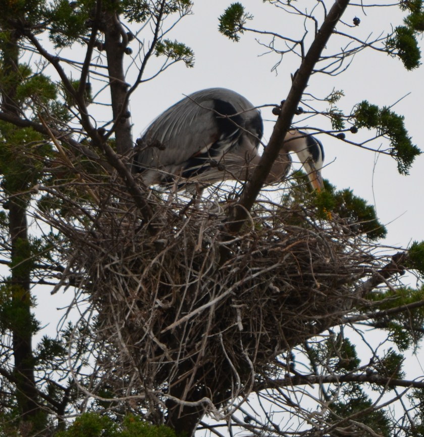 Great Blue Heron nesting in a cypress tree in the Runway Wetland.