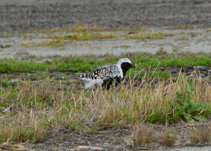 Black-bellied Plover.  Summer breeding range is the north coast of Alaska and the Canadian Arctic.