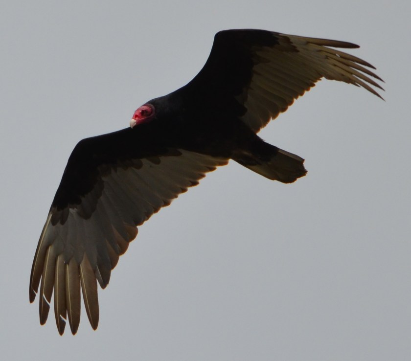 Turkey Vulture soaring over the reserve.  Turkey Vultures feed on animal carcasses, such as rabbits that have been taken by hawks.