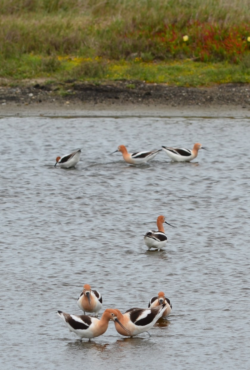 American Avocets on seasonal wetland that will be covered by VA clinic/columbarium project.  Can be replaced elsewhere on Nature Reserve.