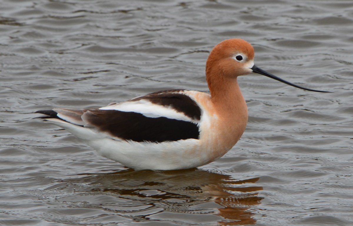 Bird life on the Nature Reserve at Alameda&nbsp;Point