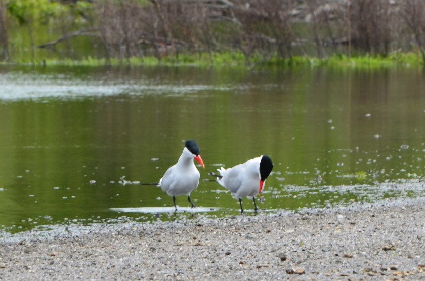 Caspian Terns next to seasonal wetland that will be impacted by VA project.