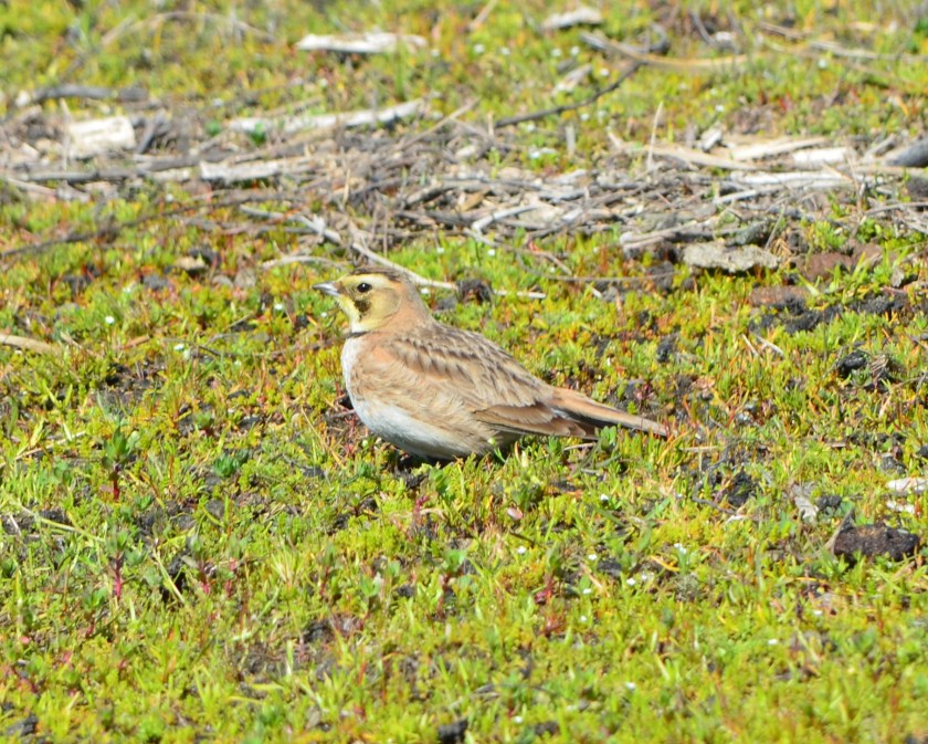 Horned Lark on foraging on grassland, with mate nearby.