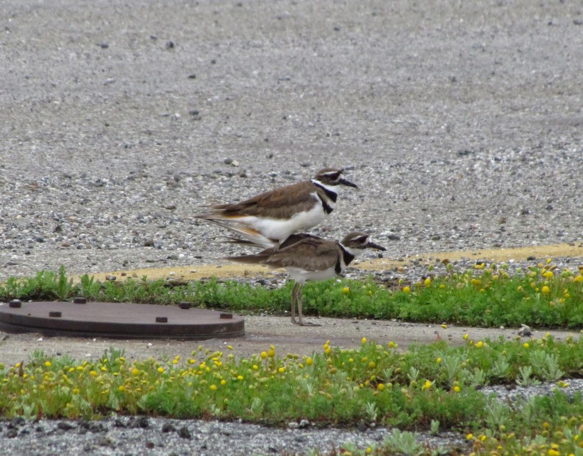 Killdeer mating next to least tern nesting site.  Killdeer often nest inside the least tern area.  Killdeer are attracted to the Nature Reserve in abundance.