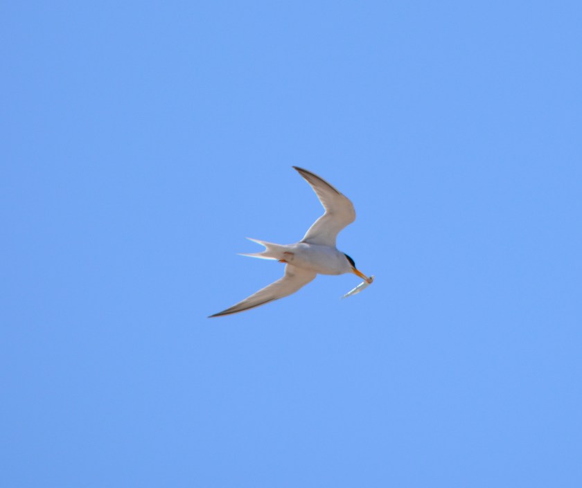 CA Least Tern @ Alameda Point - June 15, 2013