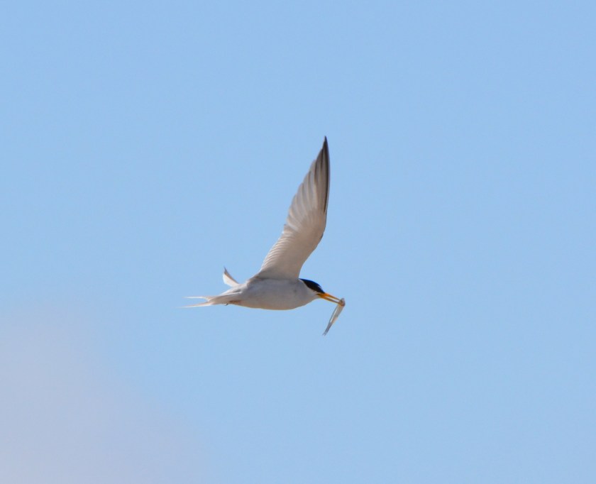 CA Least Tern with fish at Alameda Point