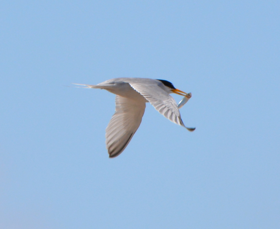 Least Terns thriving this year at Alameda&nbsp;Point