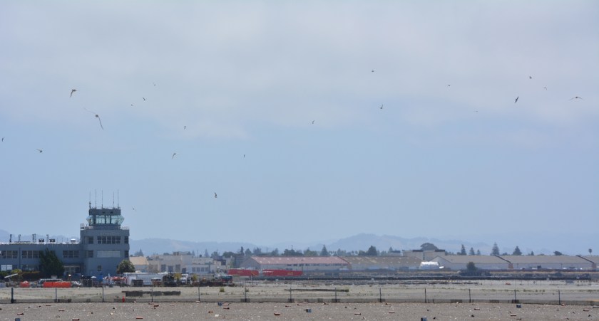 Least Tern colony at Alameda Point.  Control Tower in background.