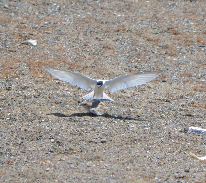 CA Least Tern with chick.  Alameda Point 2013.