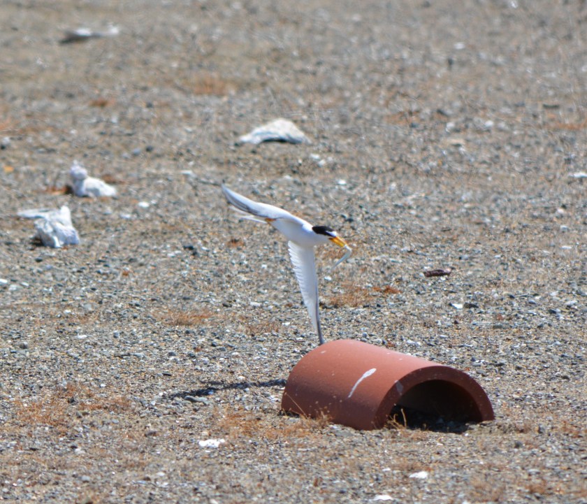 CA Least Tern bringing in fish at Alameda Point