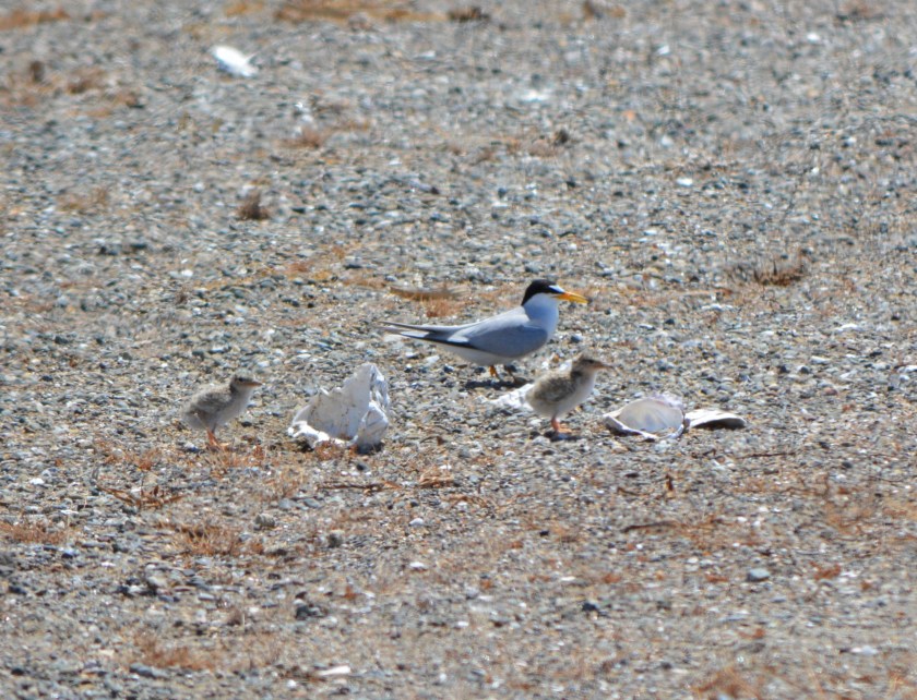 CA Least Tern adult with chicks at Alameda Point.