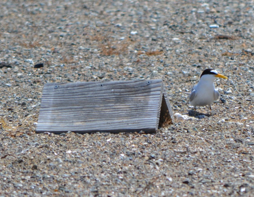 CA Least Tern next to shelter for chicks.