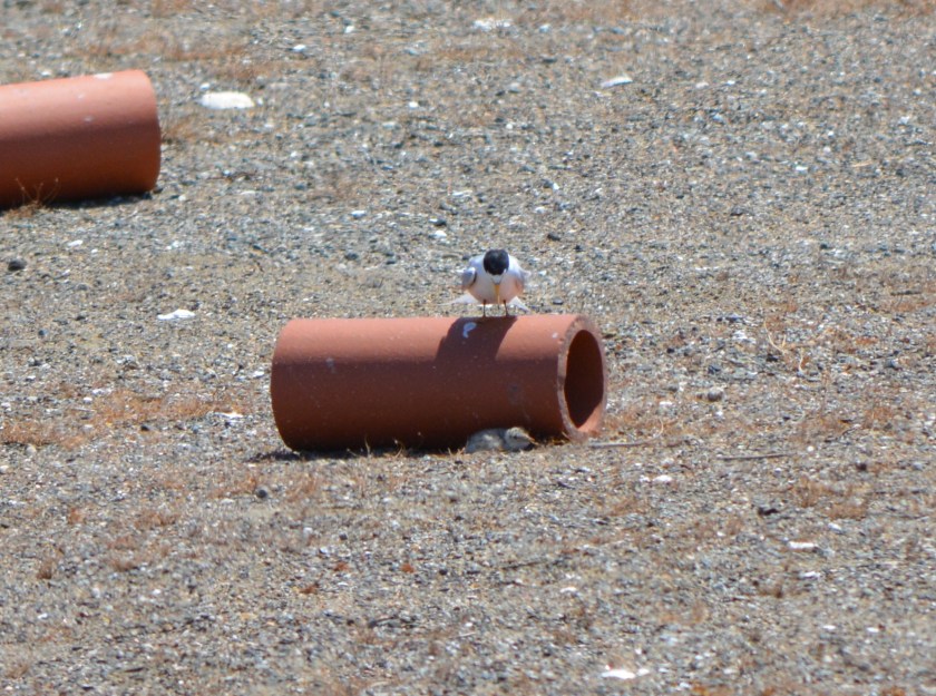CA Least Tern w/chick at Alameda Point 2013