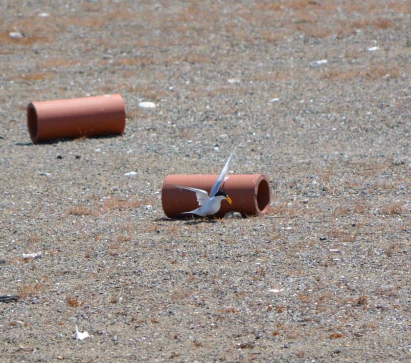 CA Least Tern at Alameda Point with chick. 2013