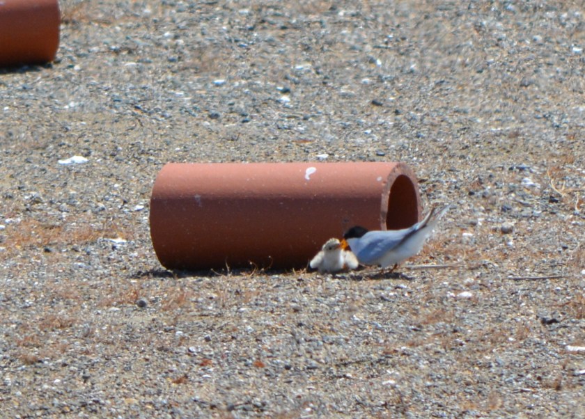 CA Least Tern @ Alameda Point 2013